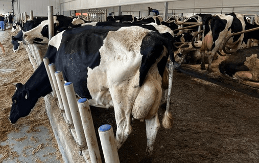 A local dairy farm in Pelham, part of the town's agricultural community
