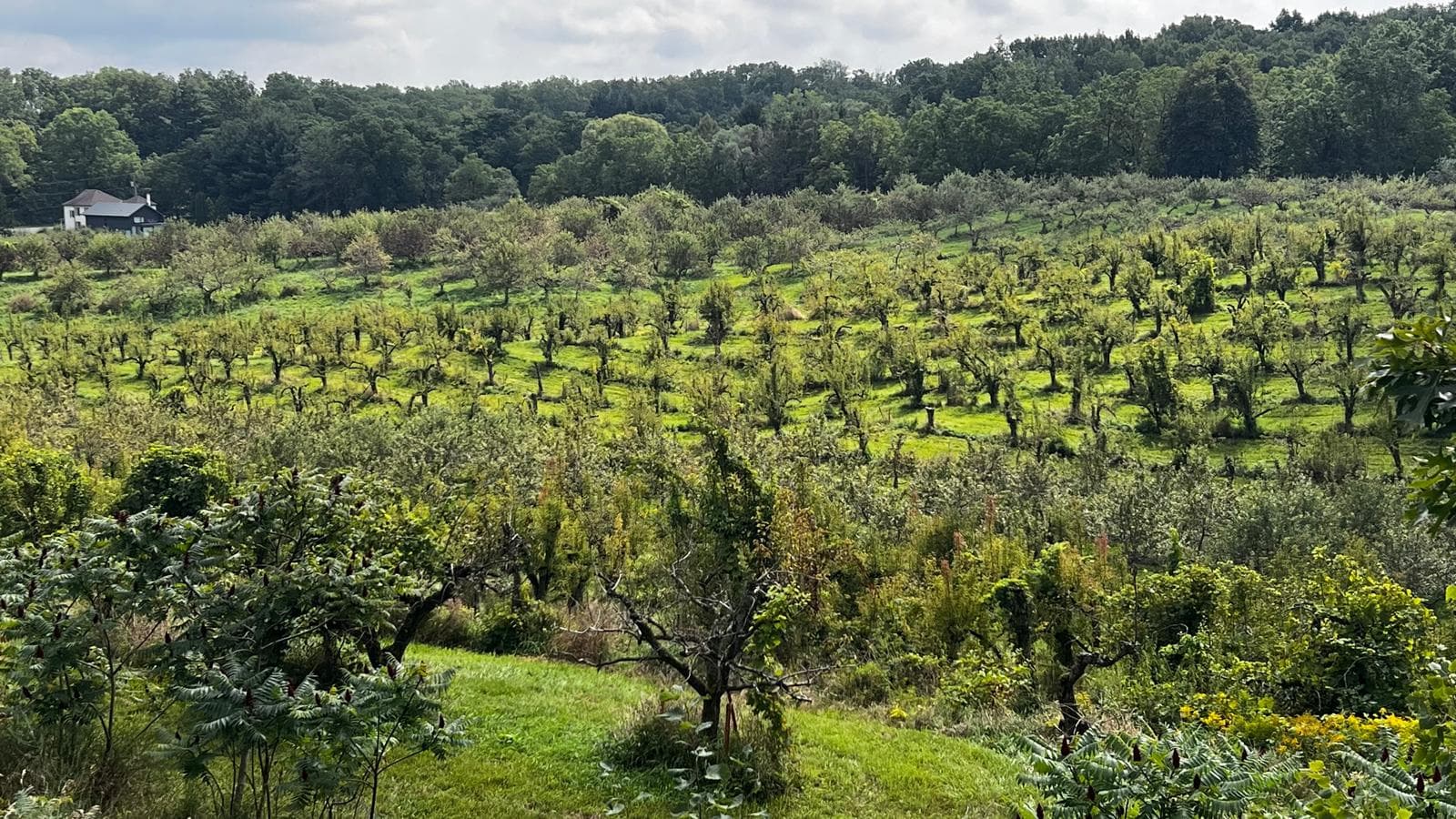 A Pelham orchard on rolling farmland
